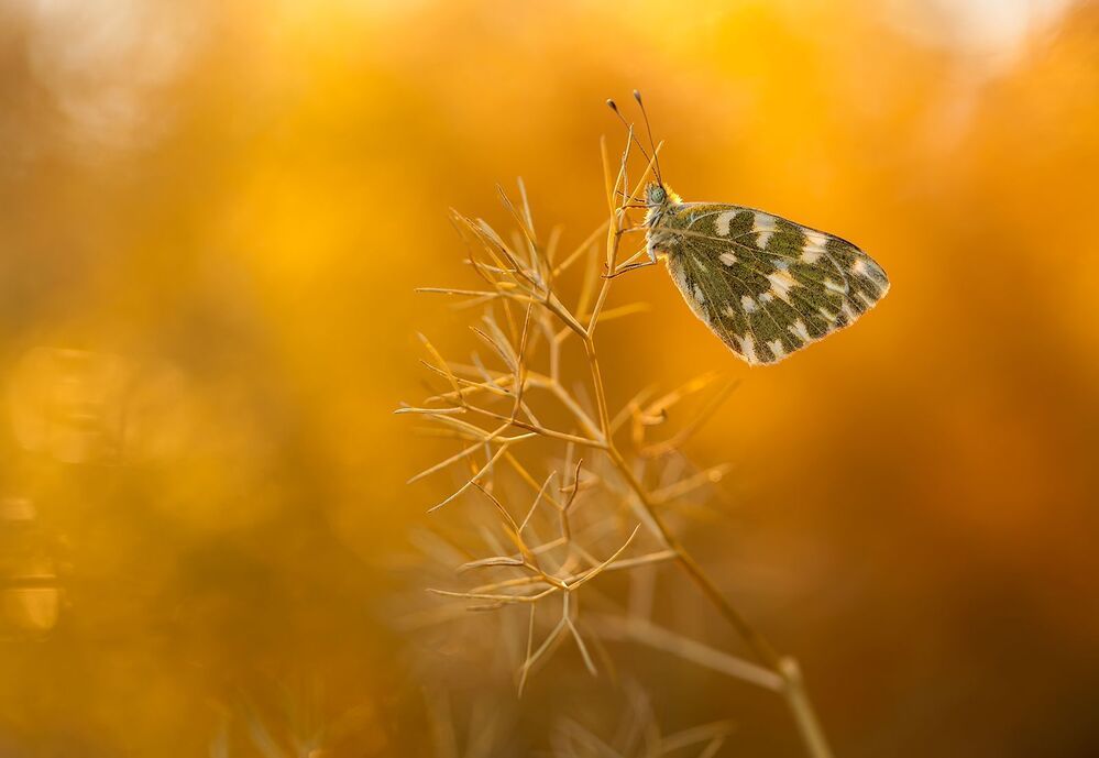 POntia daplidice