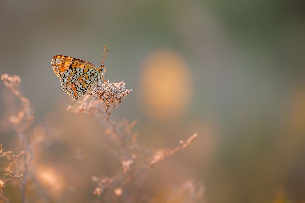 Melitaea phoebe