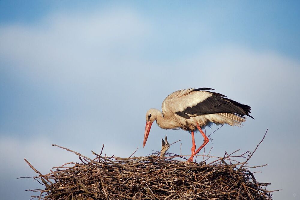 The stork's nest (mother and child)