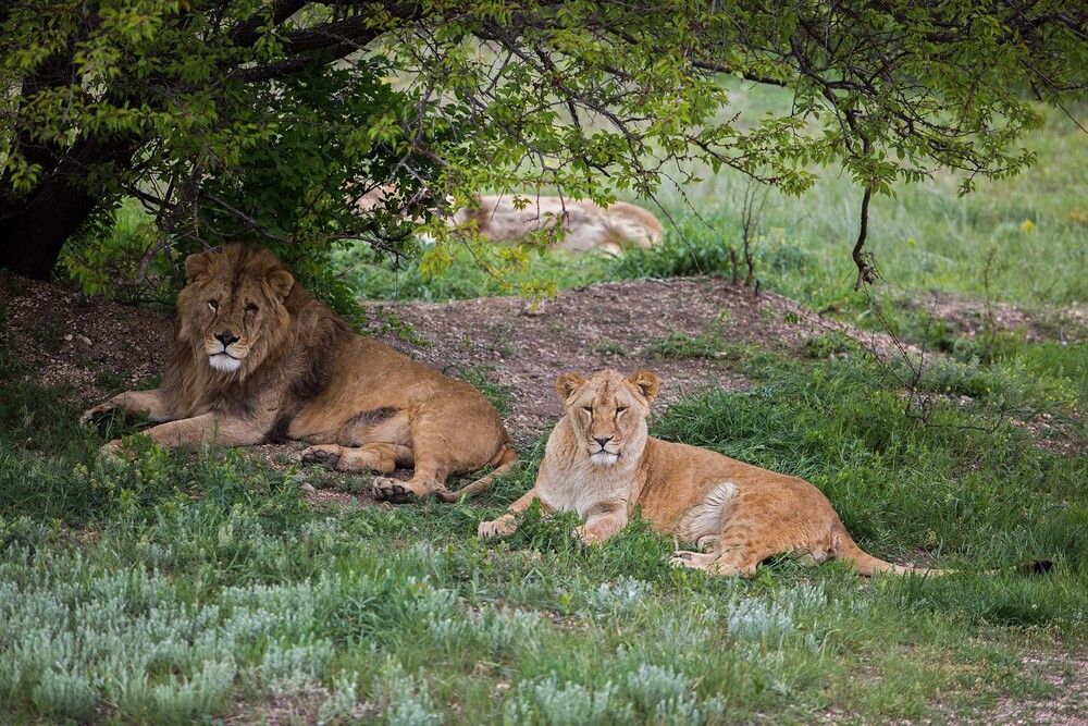 Lions