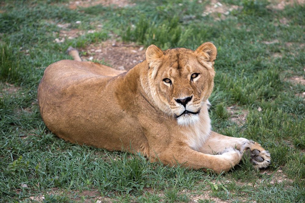 Lions