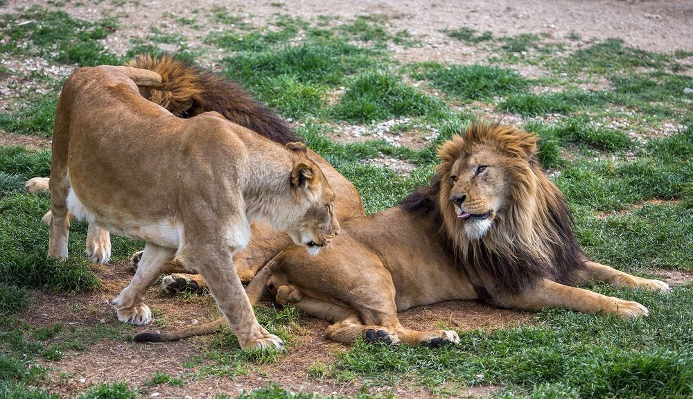 Lions