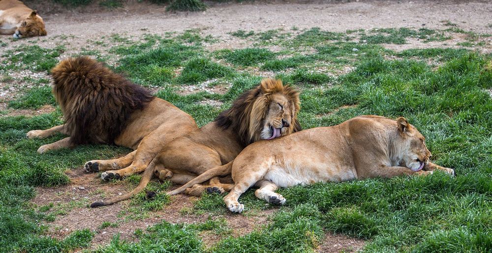 Lions