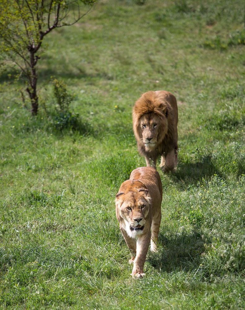 Lions