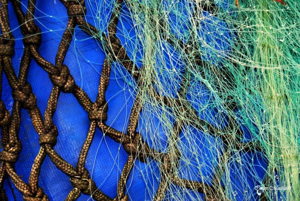 Grid in Blue