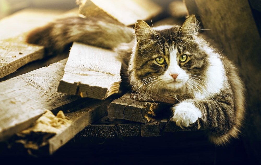 15 минут из жизни Тихона
