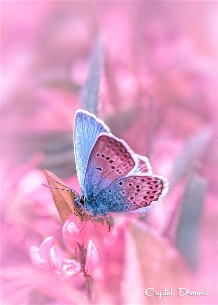 "Spring breeze"