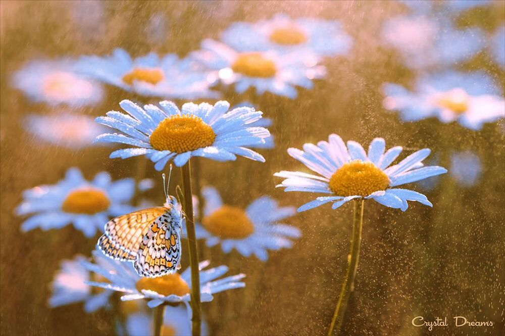 "Umbrella for butterflies"