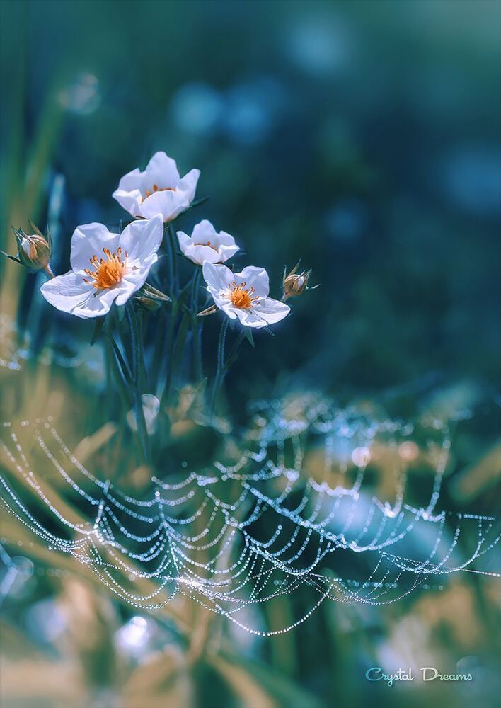 "Lace and pearls"