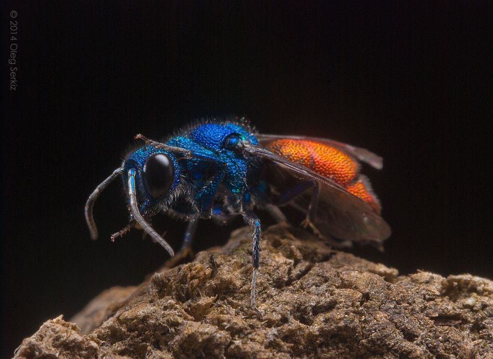 Cuckoo Wasp