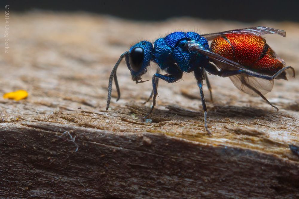 Cuckoo Wasp