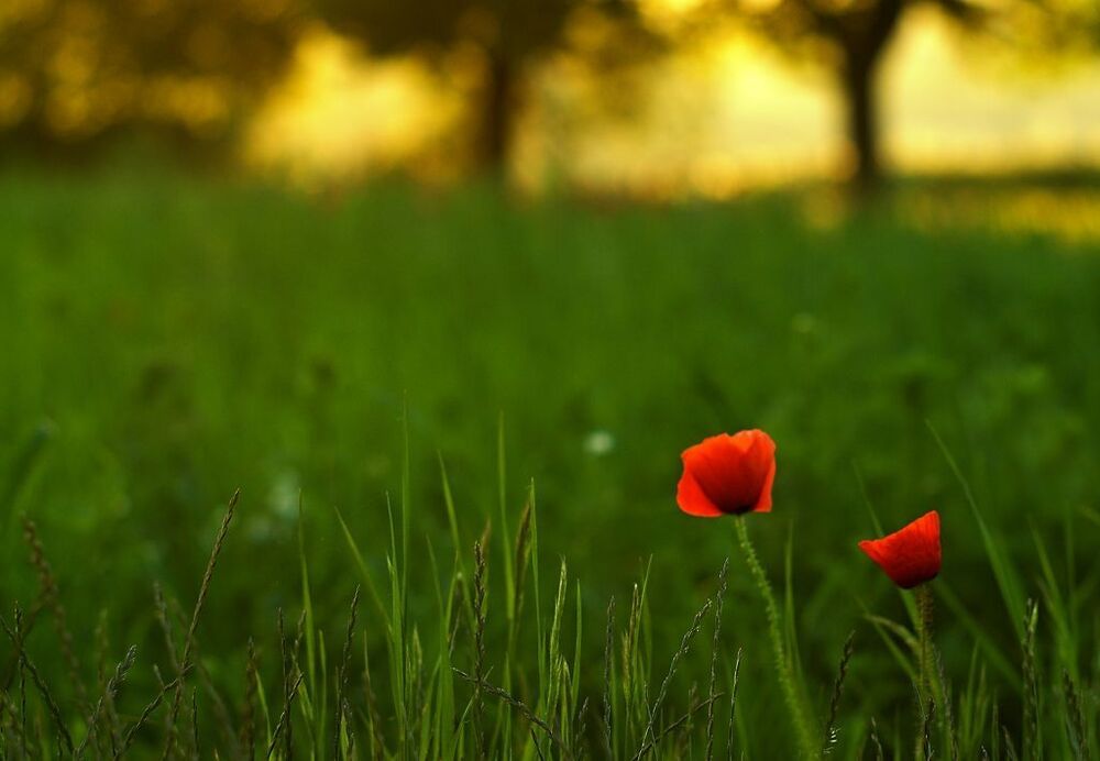Morning in the orchard
