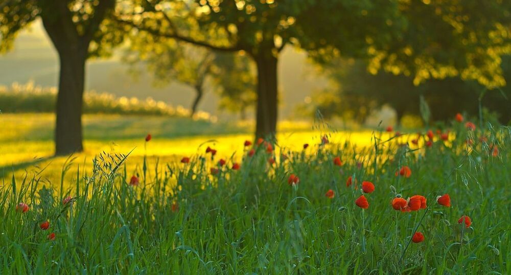 Morning in the orchard