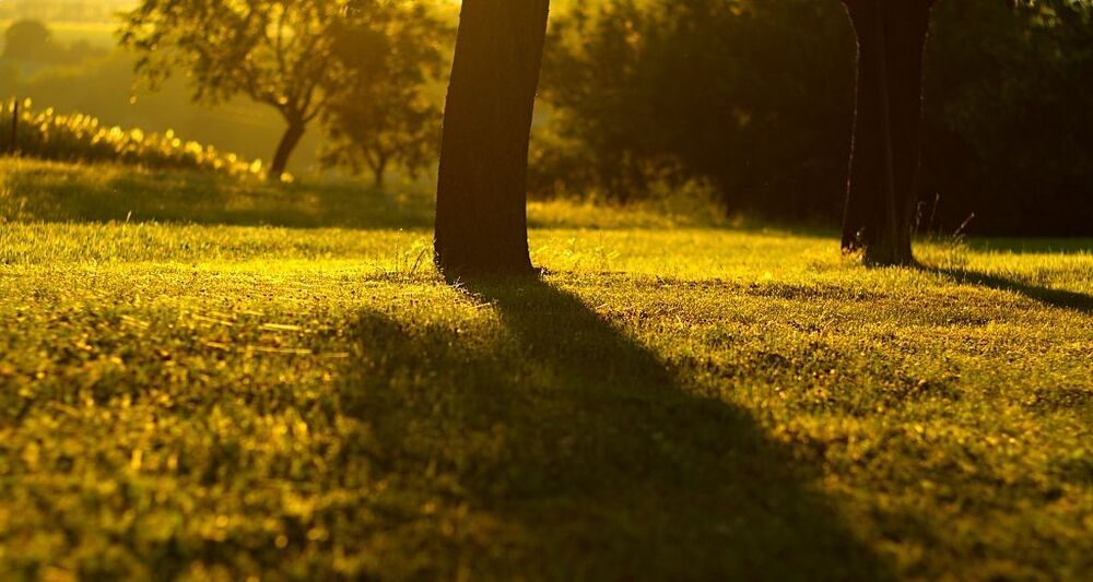 Morning in the orchard