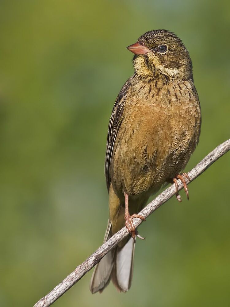 Садовая овсянка (лат. Emberiza hortulana).