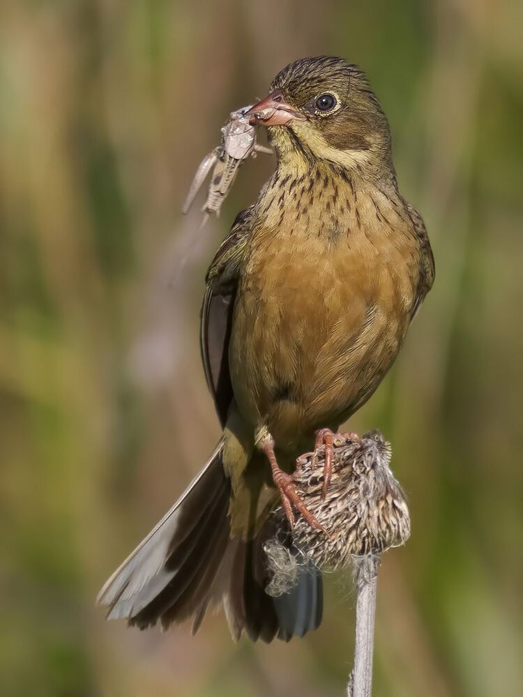 Садовая овсянка (лат. Emberiza hortulana).
