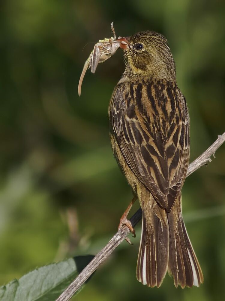Садовая овсянка (лат. Emberiza hortulana).