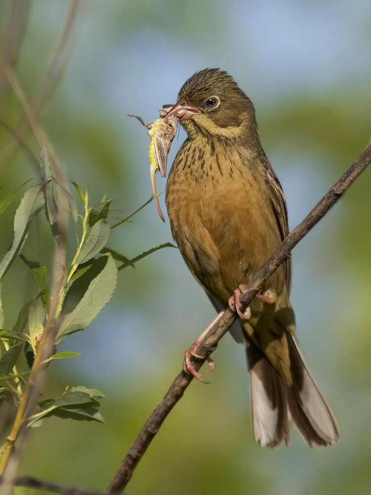 Садовая овсянка (лат. Emberiza hortulana).