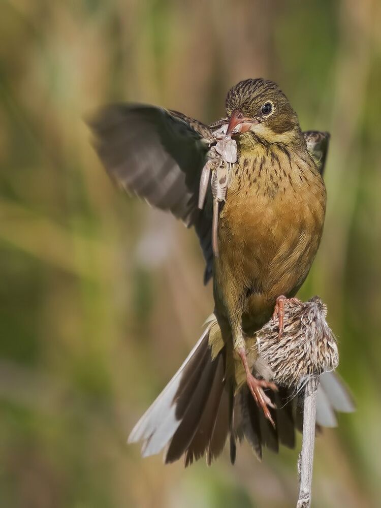 Садовая овсянка (лат. Emberiza hortulana).