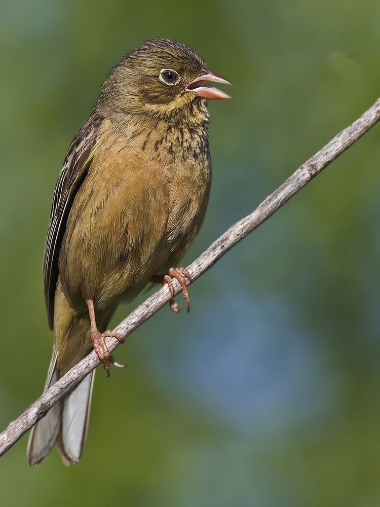 Садовая овсянка (лат. Emberiza hortulana).