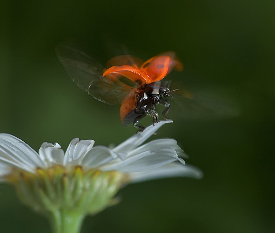 Ladybug