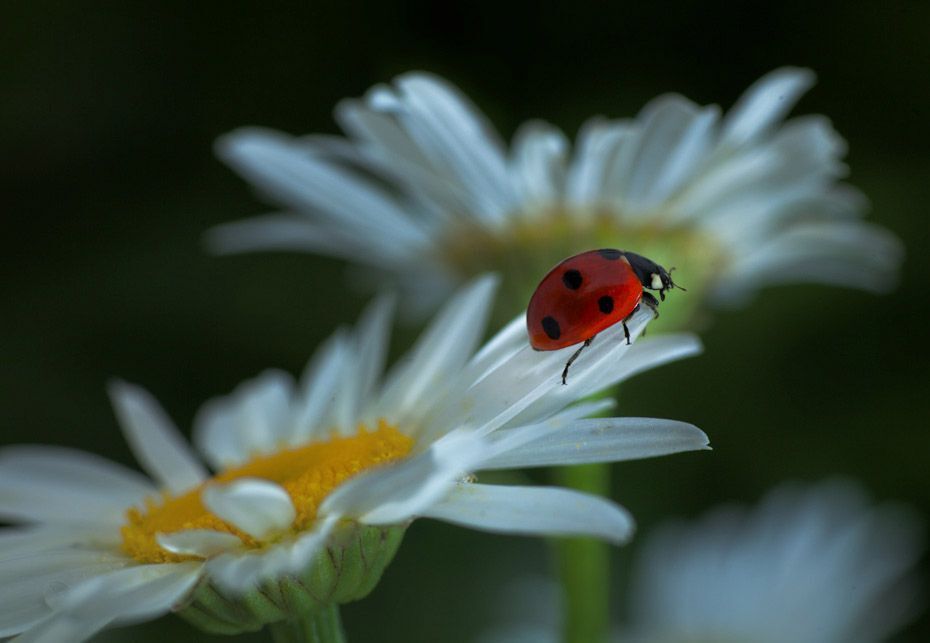 Ladybug