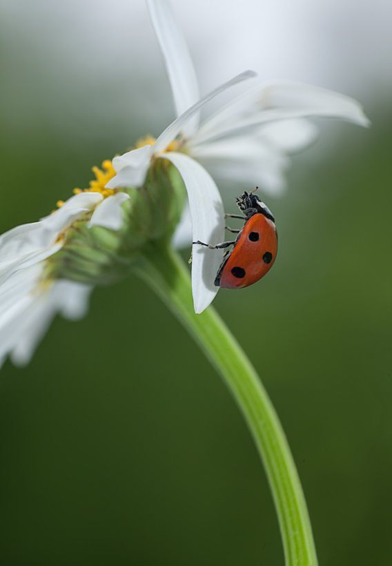 Ladybug