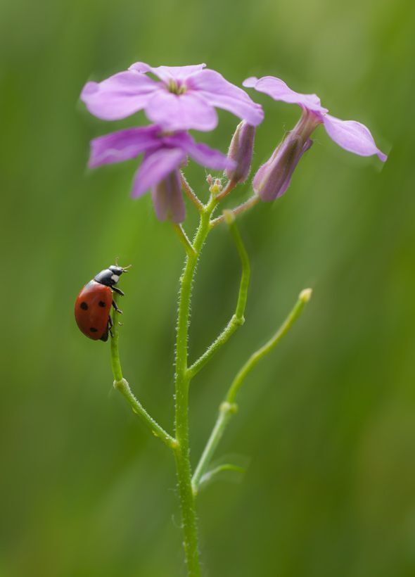 Ladybug