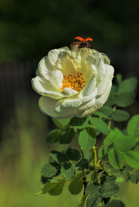 Ladybug