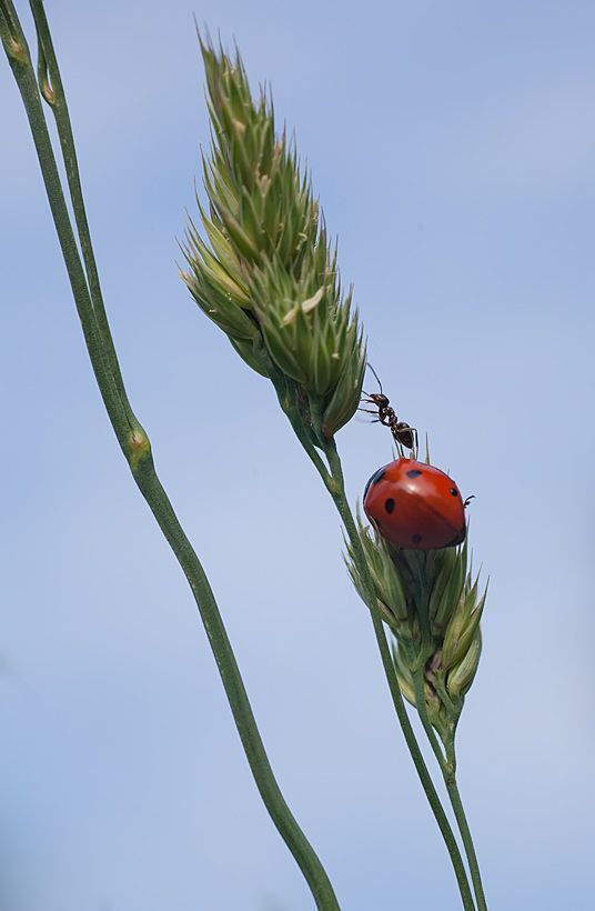Ladybug