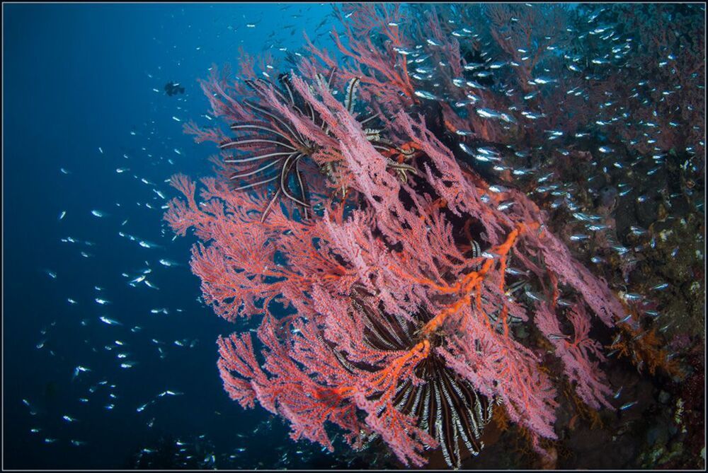 Reef life