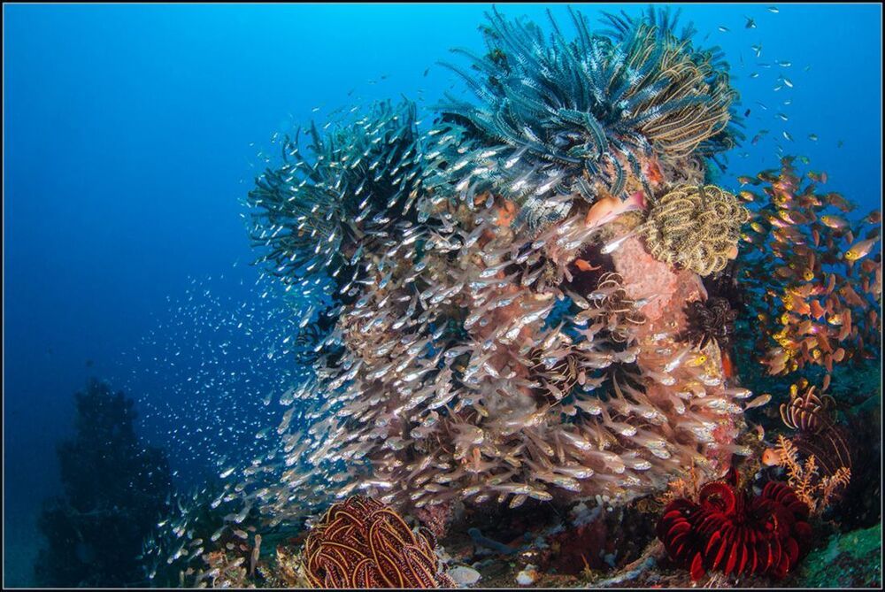 Reef life