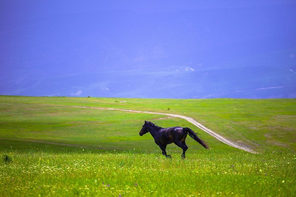 Freedom
