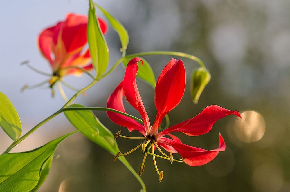 GLORIOSA ROTHSCHILDIANA