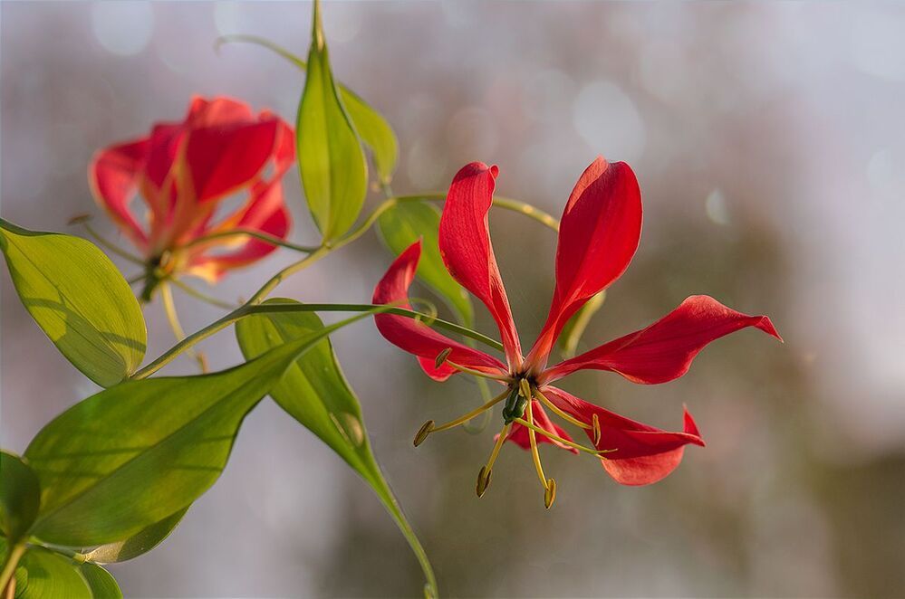 GLORIOSA ROTHSCHILDIANA