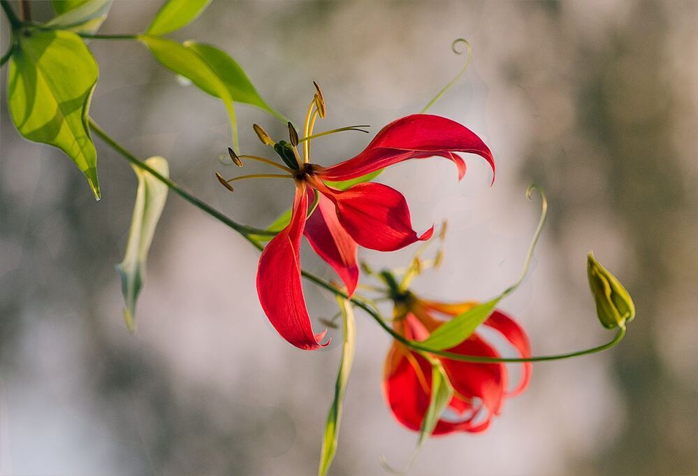 GLORIOSA ROTHSCHILDIANA
