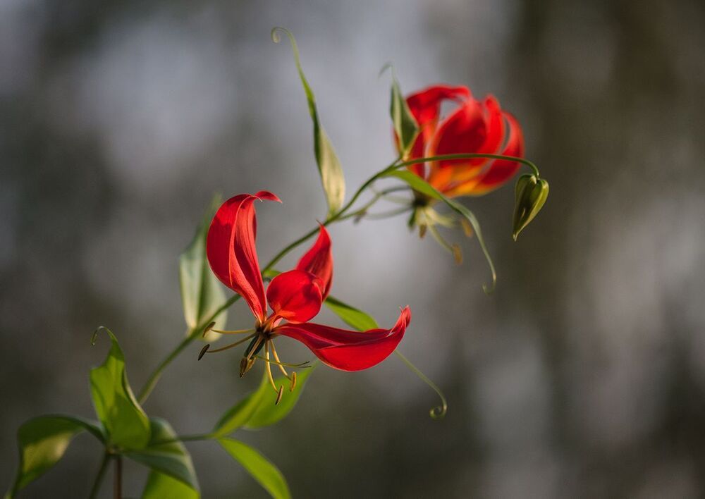 GLORIOSA ROTHSCHILDIANA