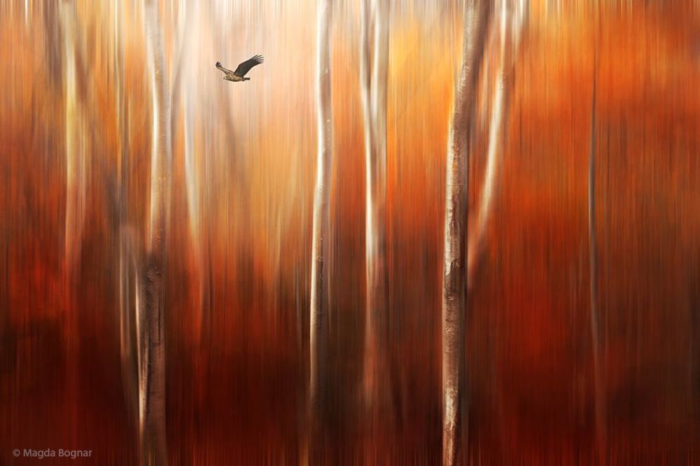 Forest Fire