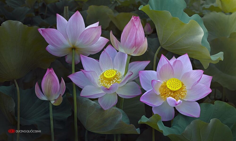 lotus