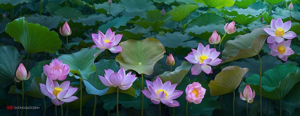 lotus
