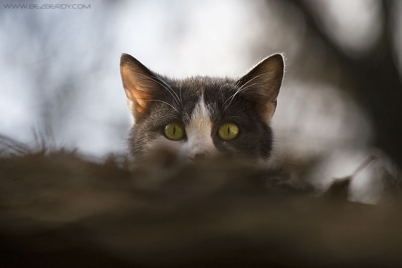 Whazzup?