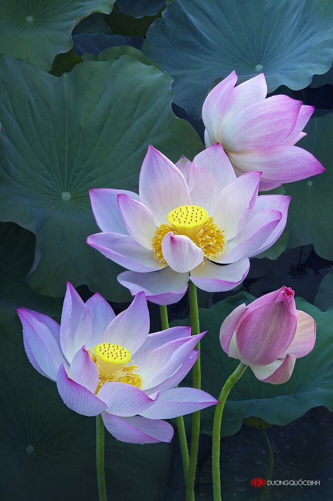 Lotus