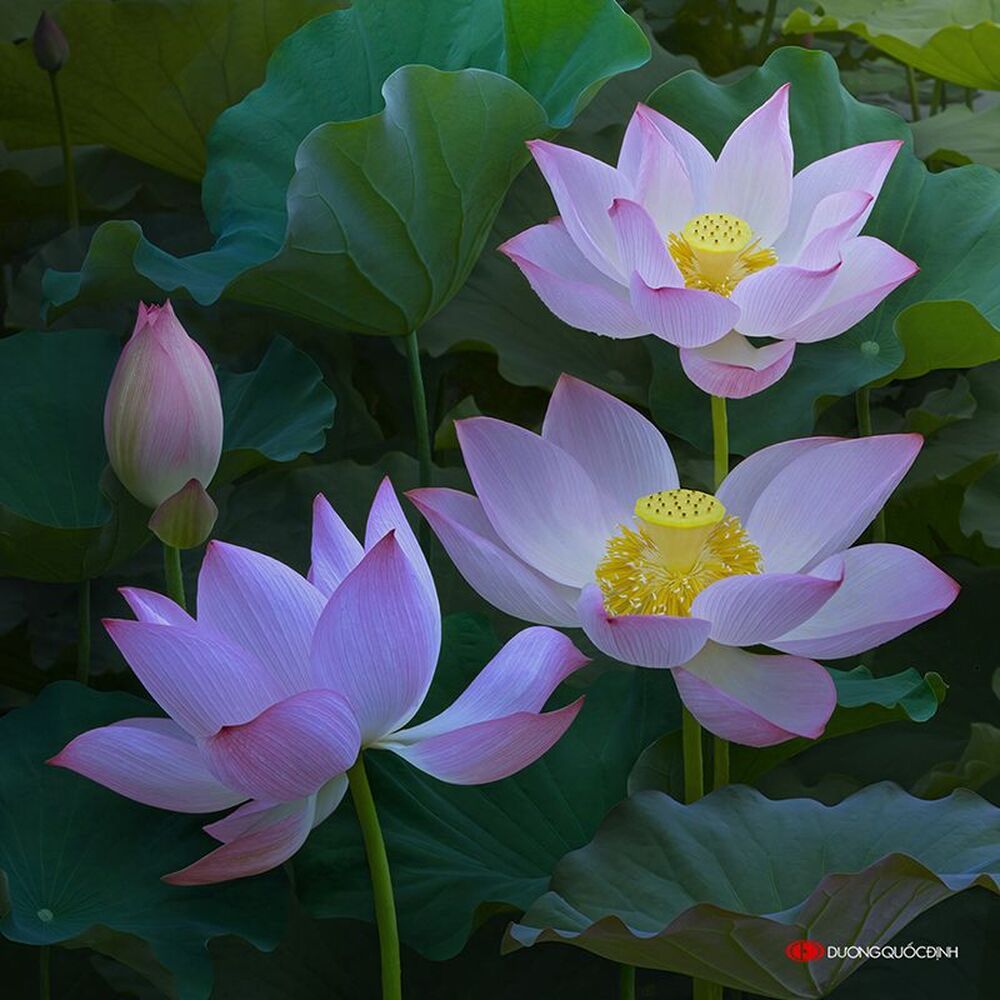 Lotus