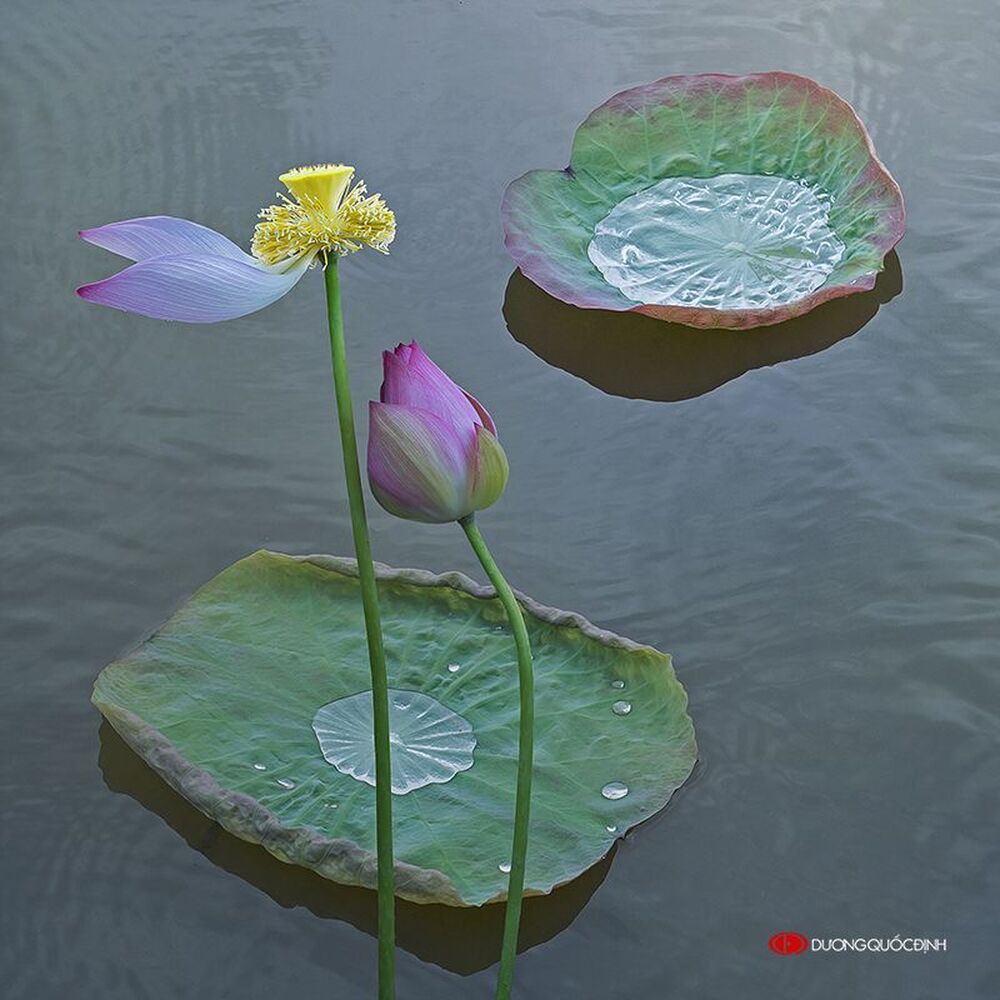 Lotus