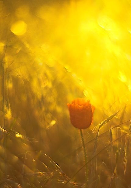 Red & gold