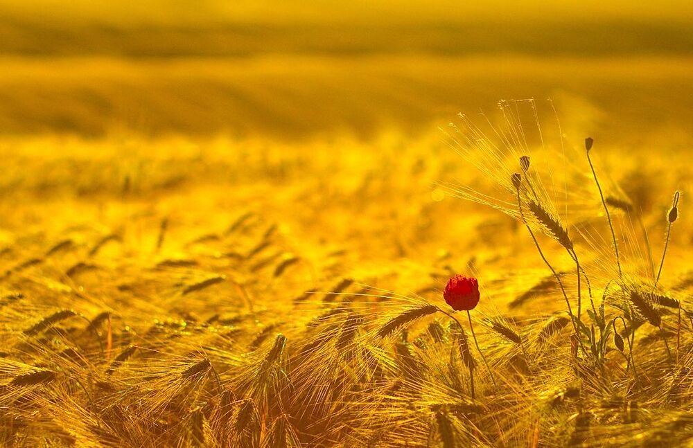 Red & gold