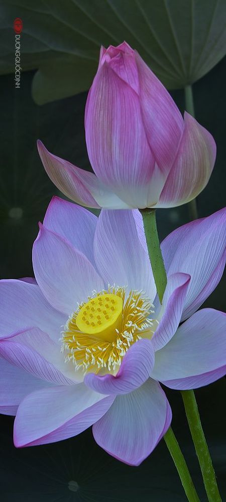 Lotus