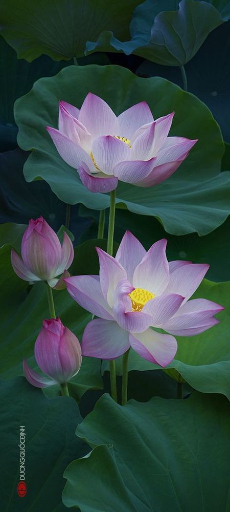 Lotus