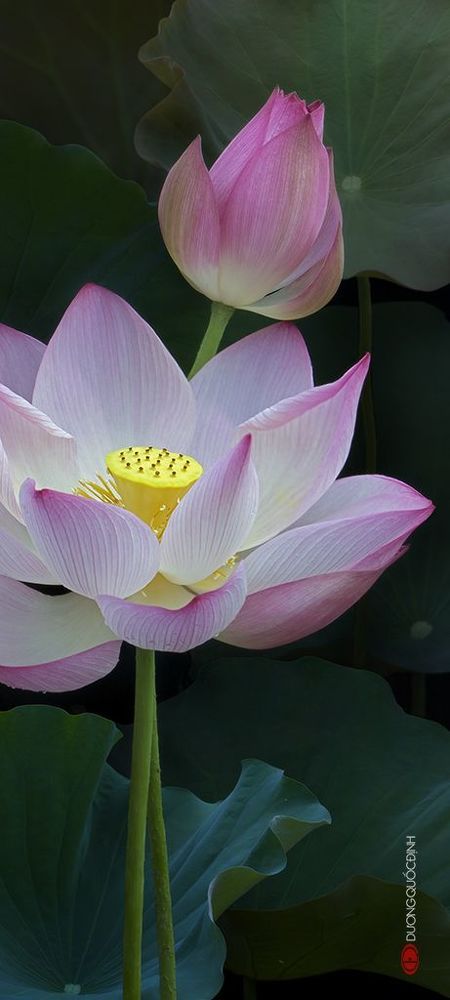Lotus