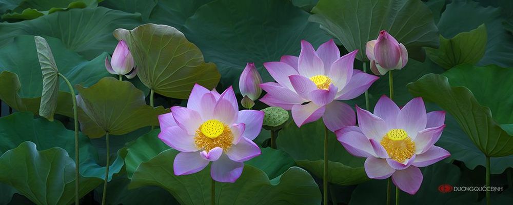 Lotus